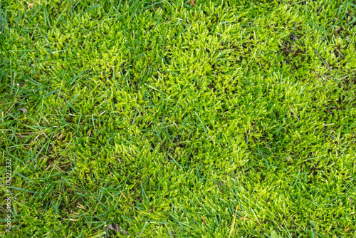 Moss in lawn. Lawn in serious need of moss killer. Removing old moss and dead grass from the lawn. Aeration and improving the lawn quality.