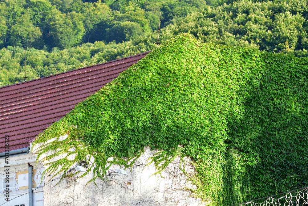 Green climbing plants grow around the walls and roof of the house