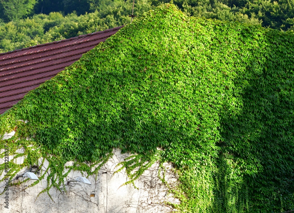 A view of the roof of the house overgrown with green bushes
