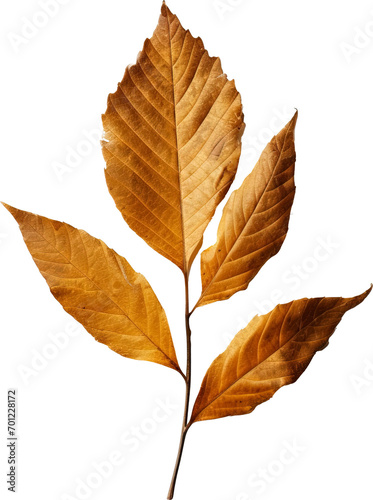 Leaf isolated on transparent background. PNG