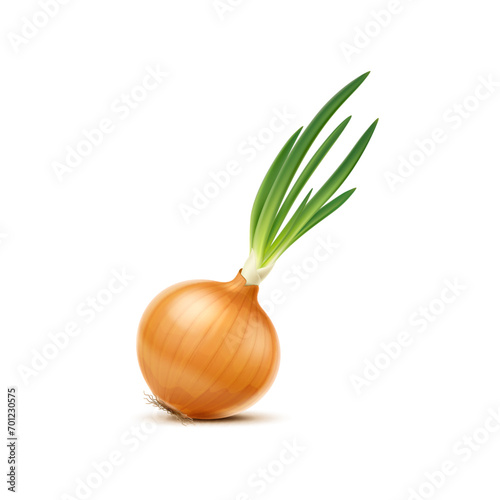 Isolated realistic yellow raw whole onion vegetable. 3d vector plant with dry golden husk and long, green shoots or sprouts. Ripe fresh garden plant emanates pungent aroma, ready to be cooked