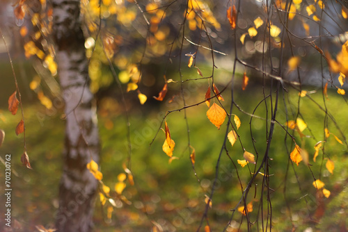 Autumn leaves on the tree