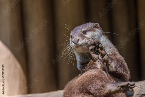 A young seated otter plays with her paws while looking at the camera.