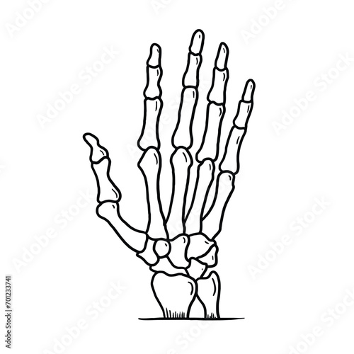 hand skeleton bone vector illustration