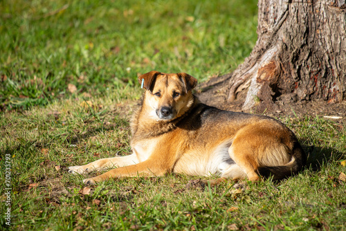 The dog lies on the grass, autumn park. © Prikhodko