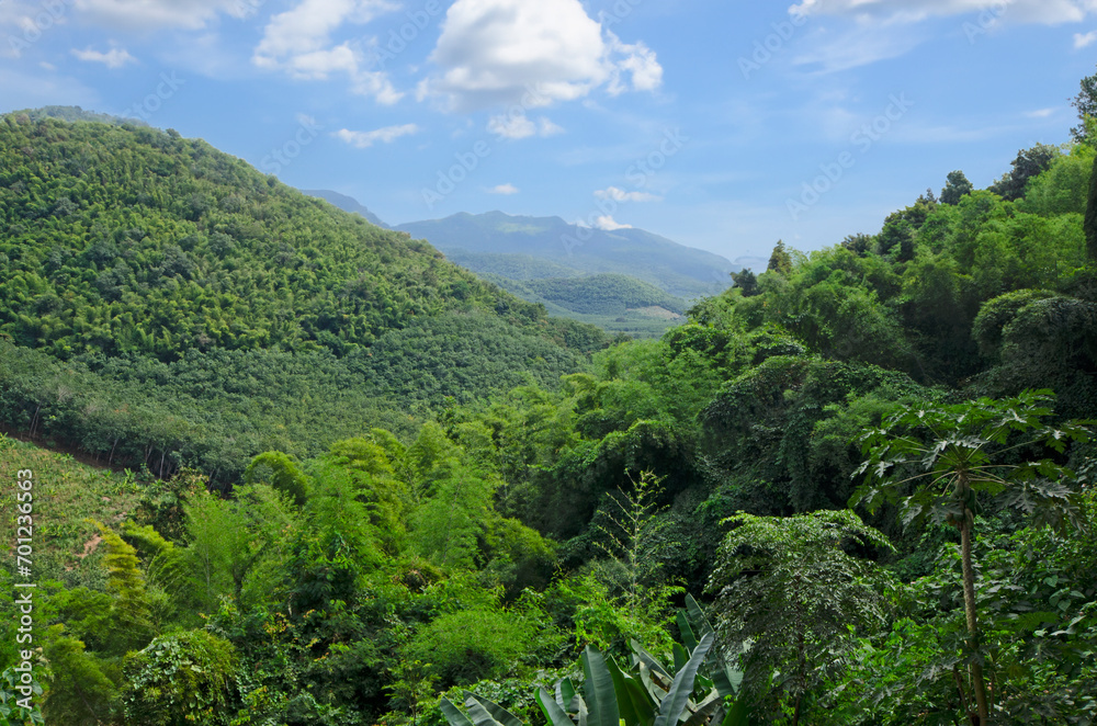 Green forest on mountains with blue sky background