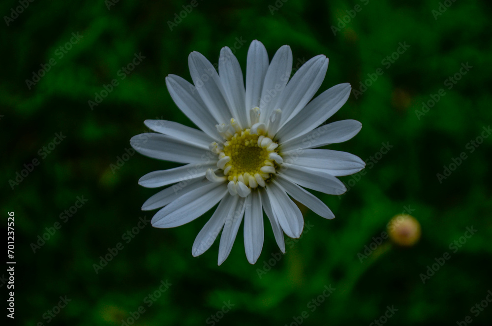 Obraz premium Beautiful flowers that decorate a beautiful garden in Bandung