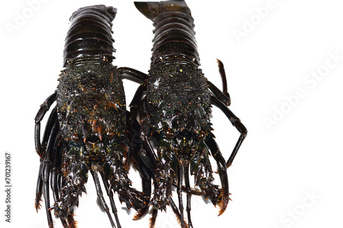 Raw uncooked fresh lobster, Lobsters are a family Nephropidae, Homaridae of marine crustaceans, with long bodies and muscular tails and live on the sea floor, 3 of their five pairs of legs have claws photo