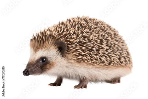 Wildlife Hedgehog Isolated On Transparent Background