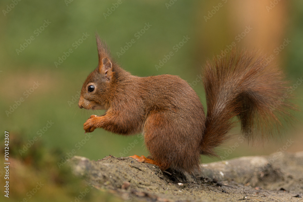 Red squirrel in its natural habitat