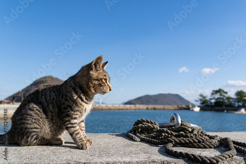 堤防で座る猫 © rai