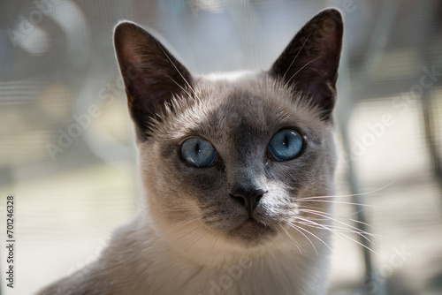 Tablou pe pânză Purebred Tonkinese cat with deep blue eyes and dark face