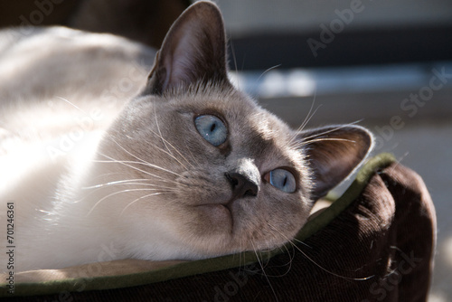 Foto Tonkinese cat with deep blue eyes and dark face