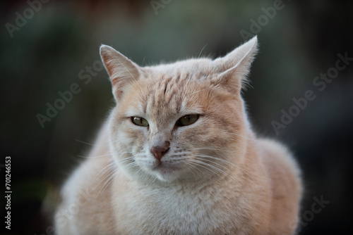 Fototapeta Naklejka Na Ścianę i Meble -  Portrait of a feral Jerusalem street cat