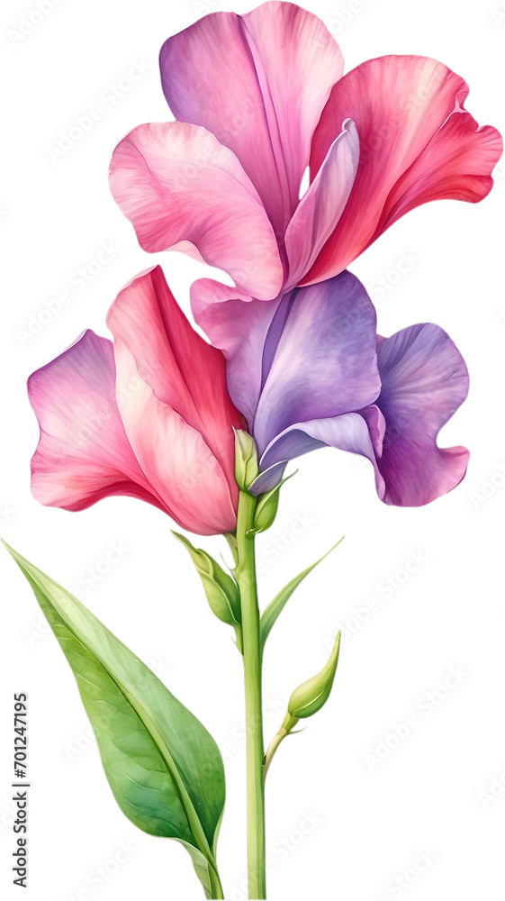 Watercolor painting of Sweet Pea Flower. 