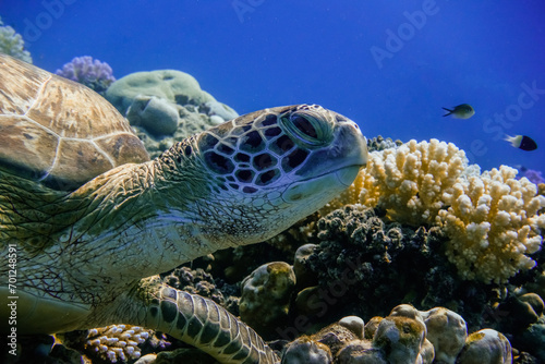 relaxed sea turtle lying on corals from the reef and looking up to the surface detail
