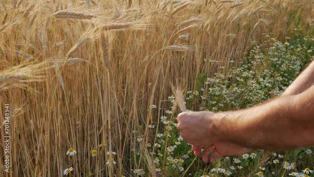 A farmer's man's hand plucks a golden ripe ear of wheat on the outskirts of a field at sunset. Wheat quality control. Harvesting. Agribusiness. A farmer's man's hand plucks a golden ripe ear of wheat on the outskirts of a field at sunset. Wheat quality control. Harvesting. Agribusiness.
