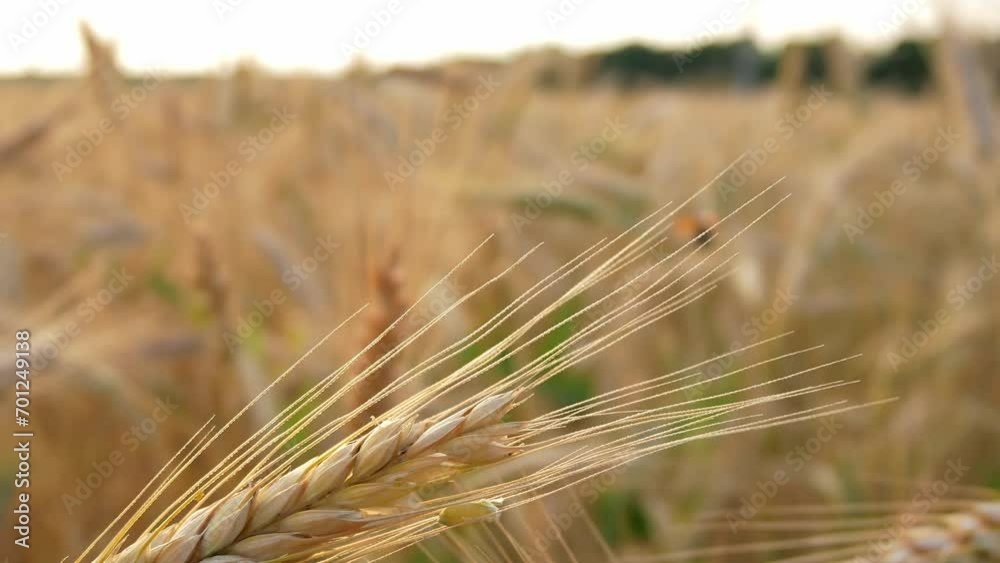 A beautiful beetle from the Lamellidae family flies off a wheat spike in a close-up field. Control of a dangerous pest of grain crops. Crop protection. A beautiful beetle from the Lamellidae family flies off a wheat spike in a close-up field. Control of a dangerous pest of grain crops. Crop protection.