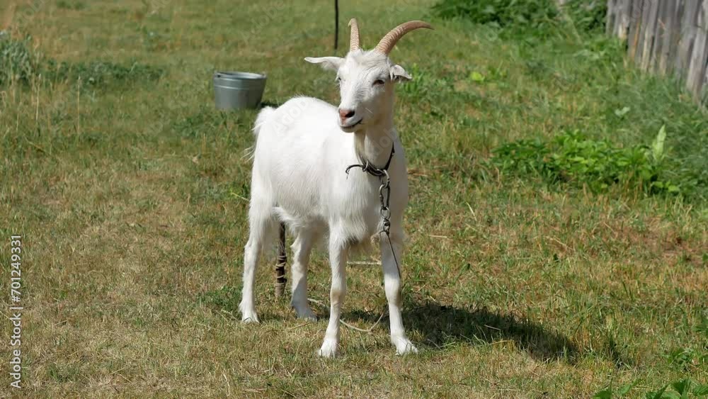 Funny domestic white goat on a leash in the village. Livestock grazing. Funny domestic white goat on a leash in the village. Livestock grazing.