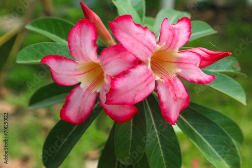 Close up of pink flowers or Adenium Obesum with green leaves