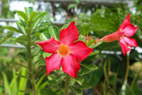 Close up of red flowers or Adenium Obesum with green leaves
