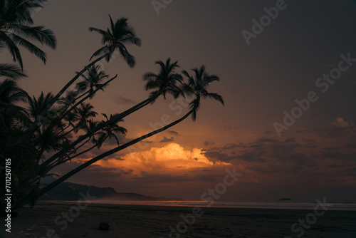 Palm trees during Sunset at Uvita beach, Costa Rica