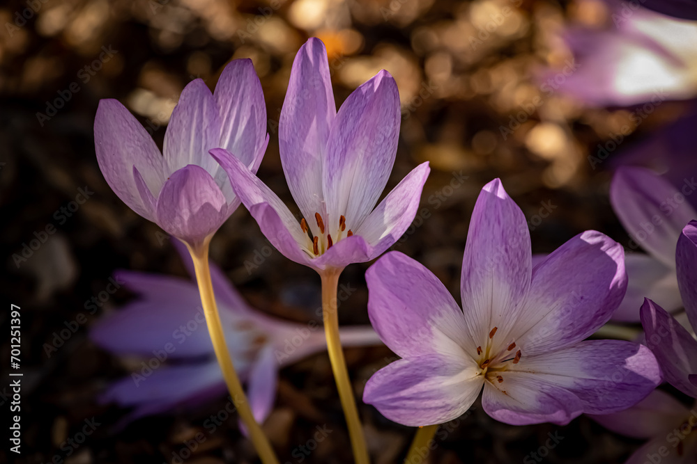 purple crocus in the garden purple crocus in the garden