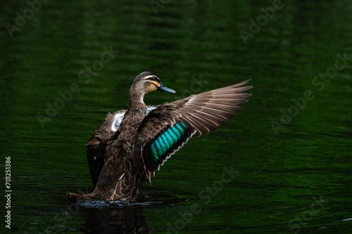 Pacific Black Male Duck Flapping It's Wings In the Water - Scientfic name  is Anas superciliosa 