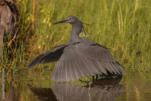 Black heron - Egretta ardesiaca - covering the water with wings. Photo from Okavongo Delta in Bostwana.	 photo