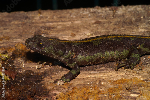 Closeup on a rarely photographed European hybrid newt species , a female Triturus blasii with a typical yellow dorsal line