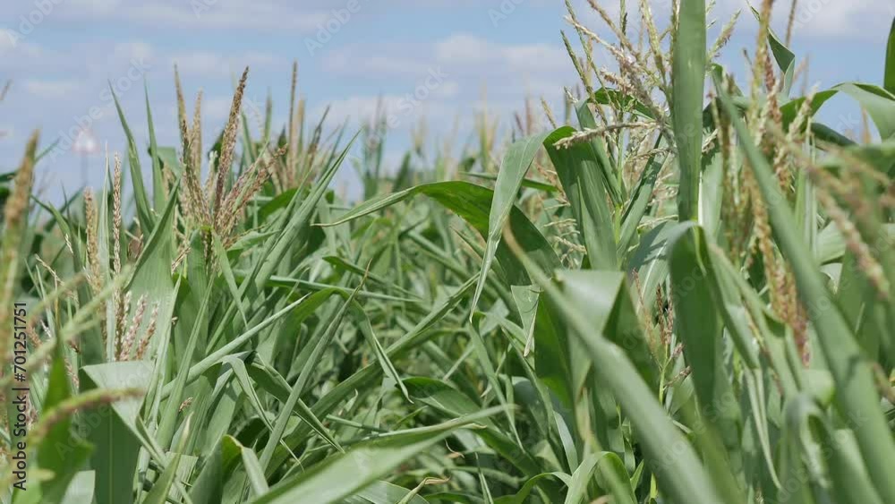 Fungusinfected corn leaves and inflorescences develop in the wind
