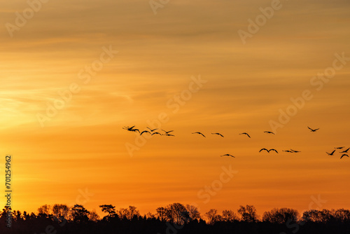 Cranes flying above treetops at dusk