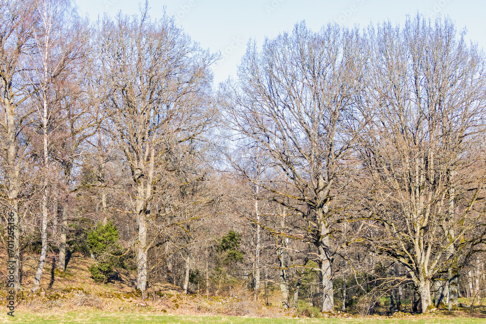 Deciduous forest by a meadow on a sunny spring day Deciduous forest by a meadow on a sunny spring day