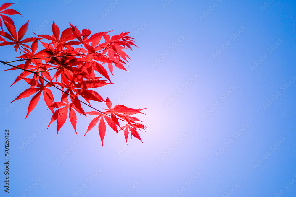 Romantic red leaves look like maple leaves. The Puhua Dark River is a masterpiece of nature and the root of Tujia culture. Romantic red leaves look like maple leaves. The Puhua Dark River is a masterpiece of nature and the root of Tujia culture.