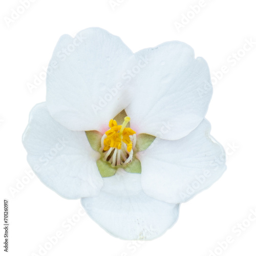 Blooming white flower isolated PNG photo with transparent background. High quality cut out scene element.