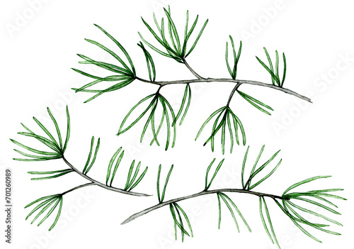 watercolor drawing  set of fir branches  transparent flowers and branches. Christmas plants  tree. x-ray
