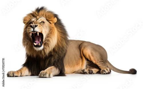 Lion sleep roaring  looking at the camera on isolated a white background.