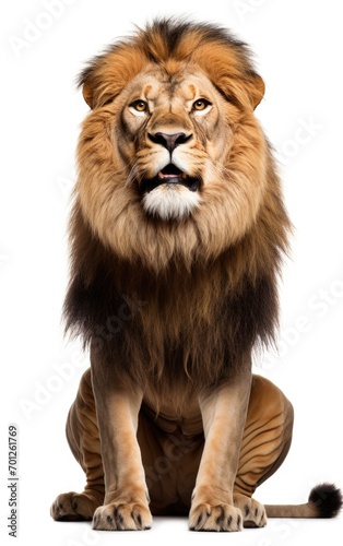 Lion sitting  looking at the camera on isolated a white background.