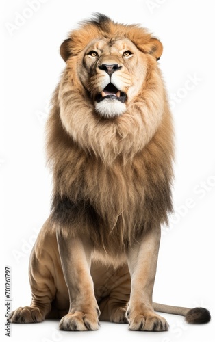 Lion sitting, looking at the camera on isolated a white background. © somkcr