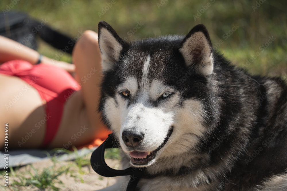 Obraz premium A husky dog ​​with multi-colored eyes sunbathes with its owner in nature.