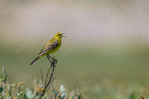 A Western Yellow wagtail sitting on a plant