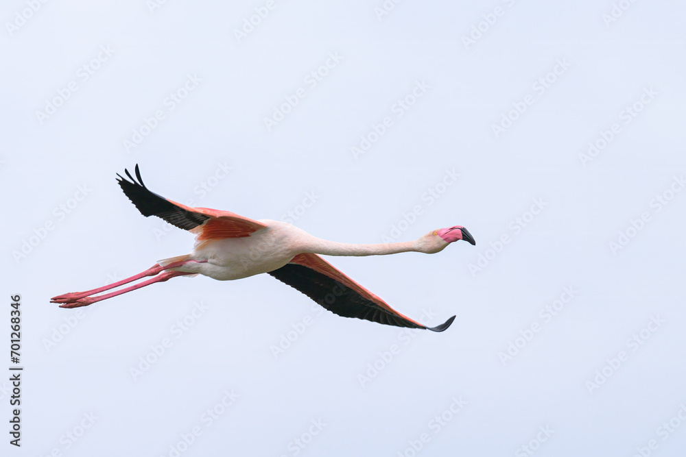 Fototapeta premium A Greater Flamingo flying on a sunny day