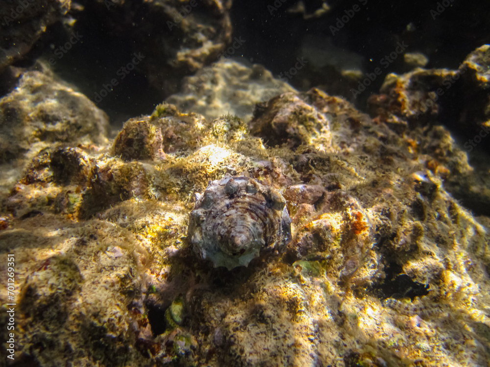Beautiful clam shell in the expanses of the coral reef of the Red Sea Beautiful clam shell in the expanses of the coral reef of the Red Sea