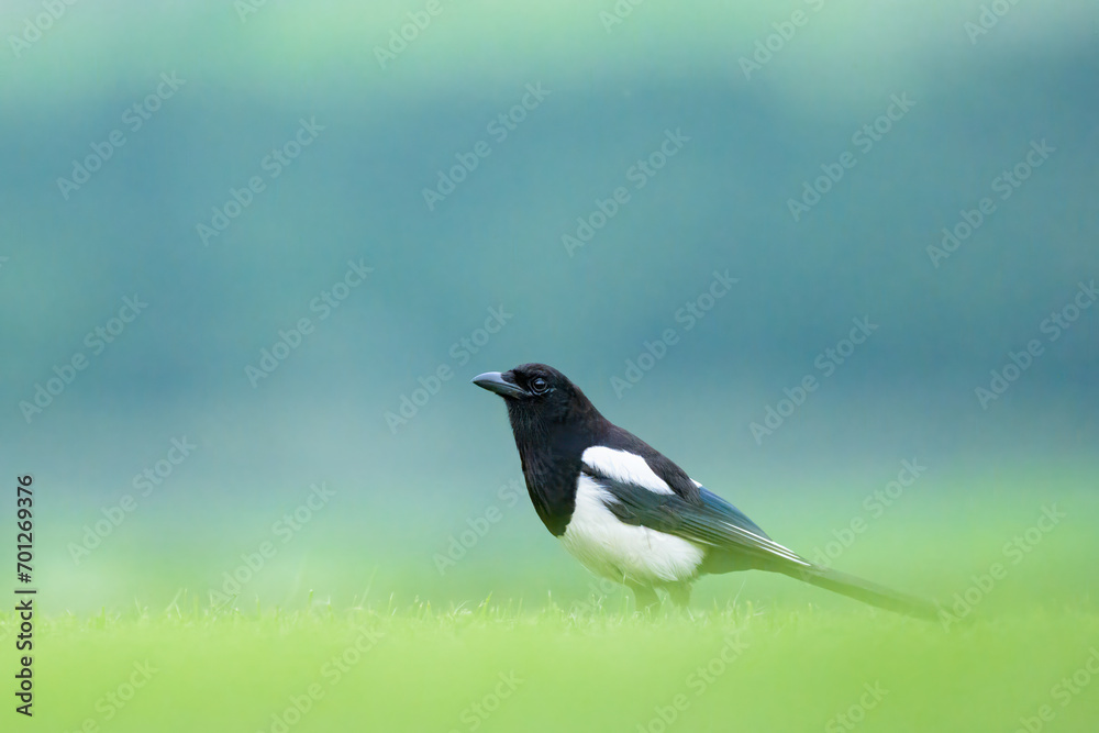 A Eurasian Magpie standing in a meadow A Eurasian Magpie standing in a meadow