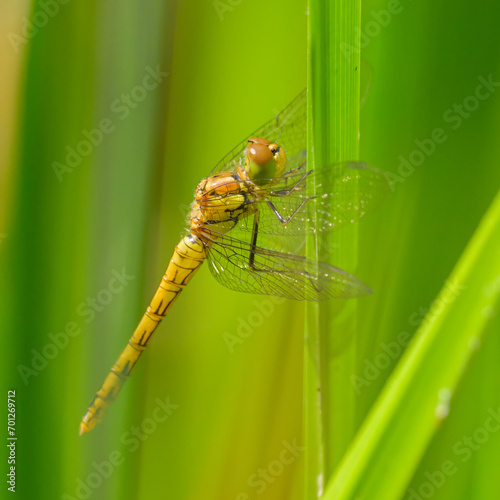 A common darter dragonfly resting in the sun
