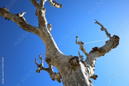 sycamore tree in the winter