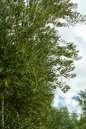 Photo of the branches of an olive tree with its leaves. Cloudy day.