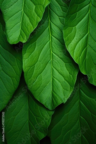 Green leaves background