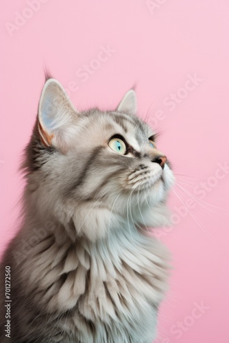 Portrait of a cat on color background. Copy space..