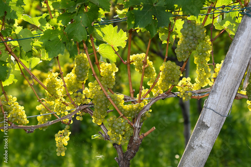 Grüne Weintrauben am Rebstock kurz vor der Weinlese in einem Weinberg nahe Stuttgart, Deutschland photo